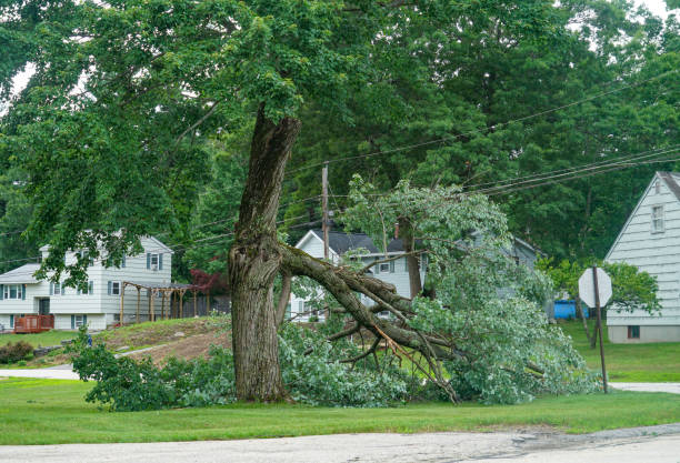 Best Tree Removal  in Laramie, WY